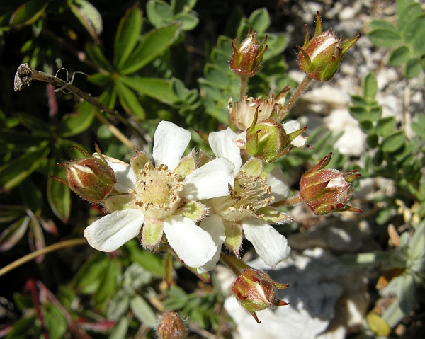 Potentilla caulescens / Cinquefoglia penzola